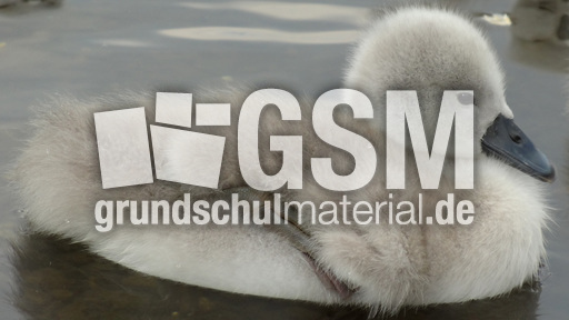 Schwanenküken (4).jpg